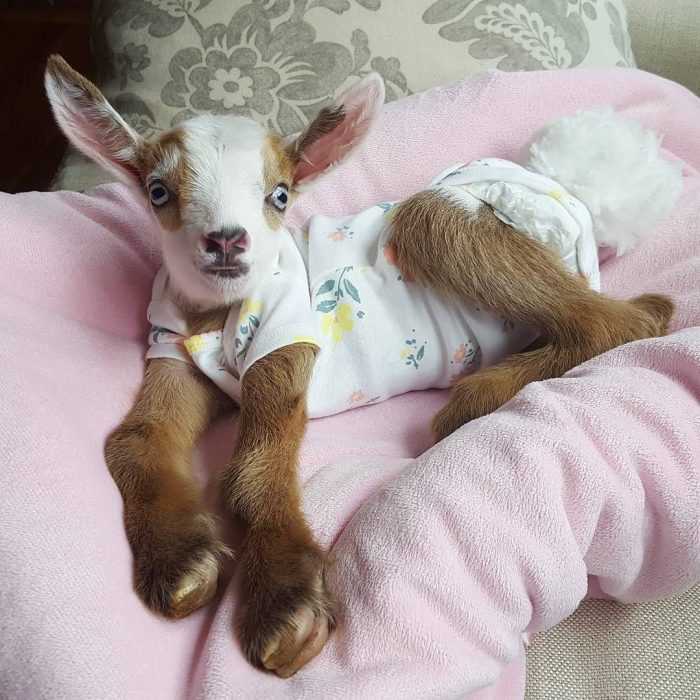 32 Adorable Animals in Pajamas Because You're Having A Stressful Time
