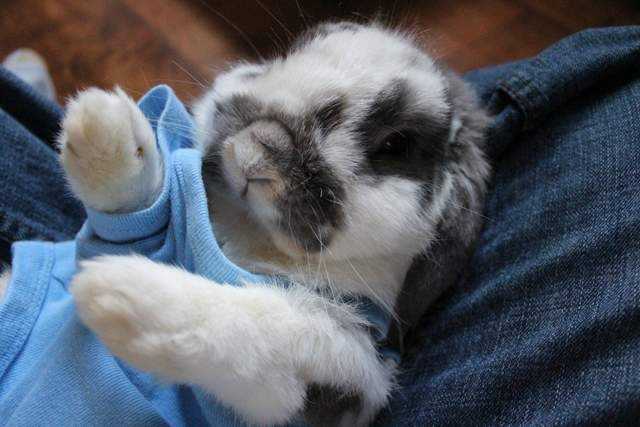 Bunnies-In-Pjs