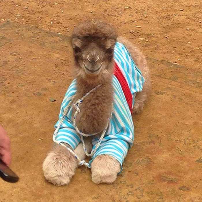 Camel-In-Pjs