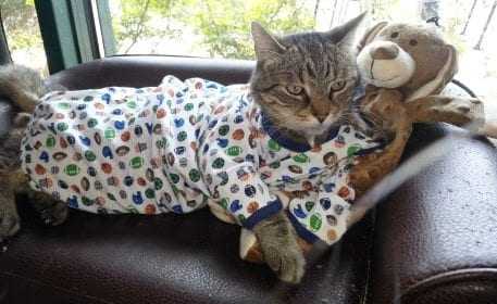 Cat-Anger-Pjs