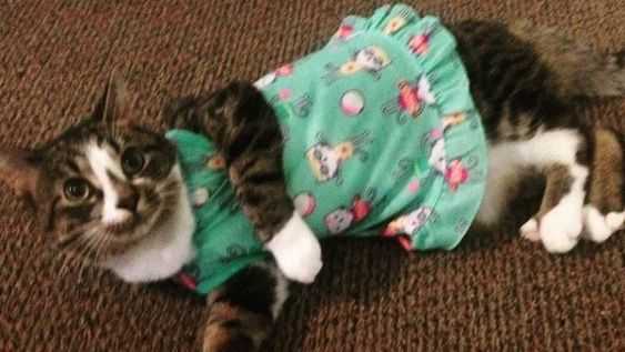 Cat-Pjs-1