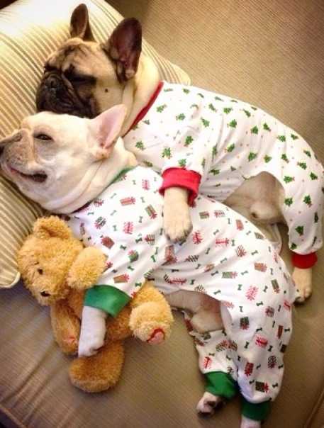 Dog-Cuddle-Pj
