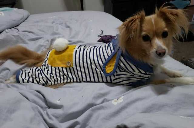 Dog-In-Pajamas