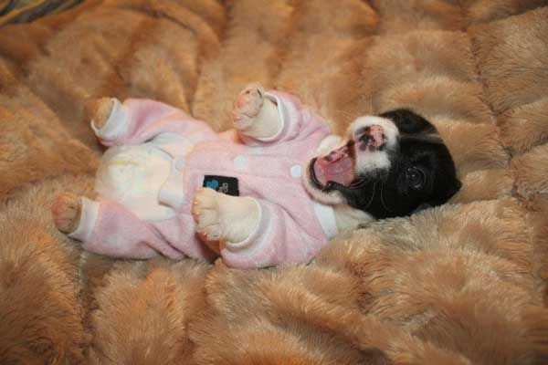 Dog-Puppy-In-Pjs