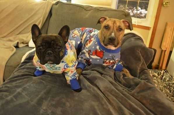 Dogs-In-Pjs