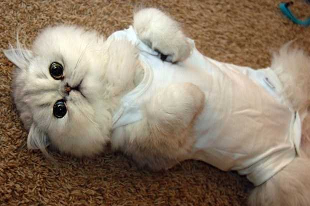 Fluffy-Cat-Pj