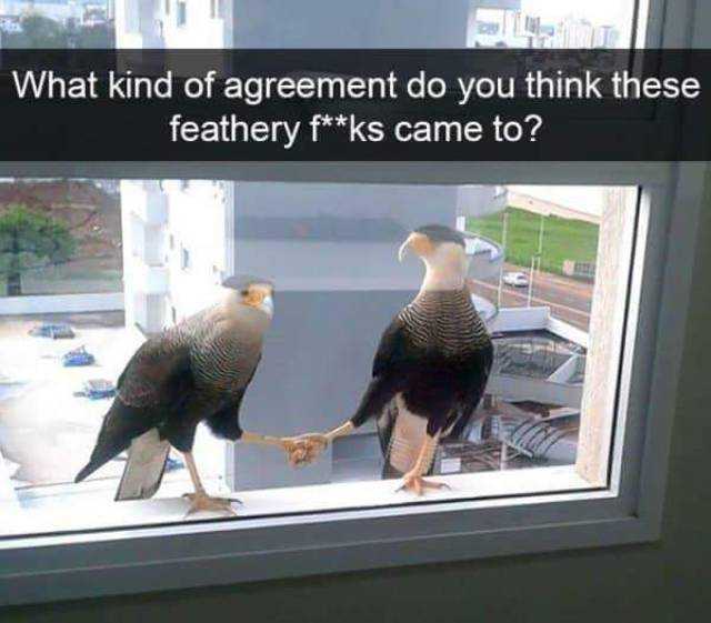 funny agreement