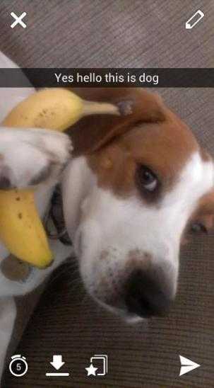 funny banana dog