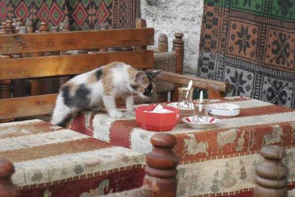 funny-cat-climb-table