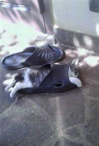funny cat flip flop
