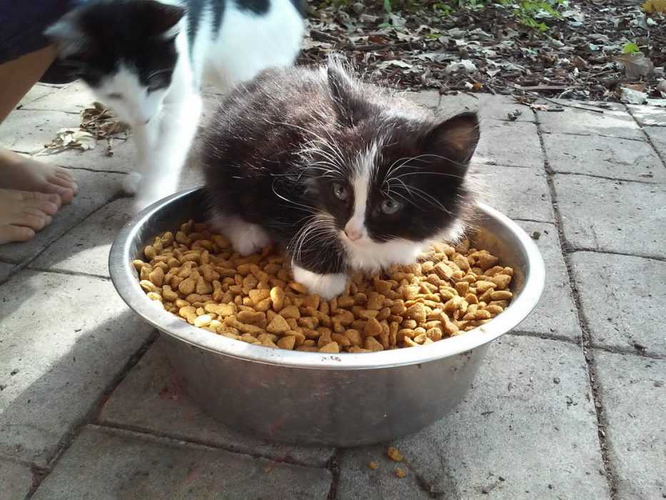 funny-cat-food