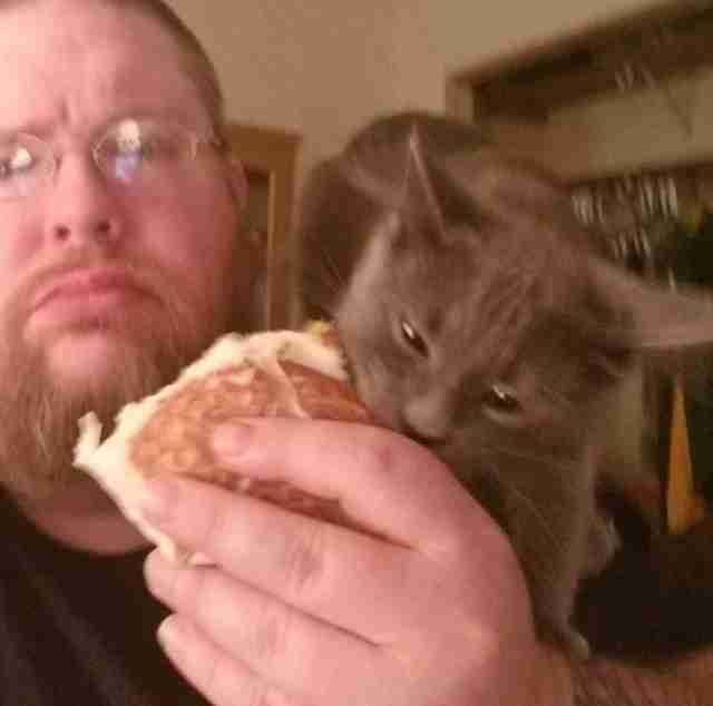 funny-cat-grey