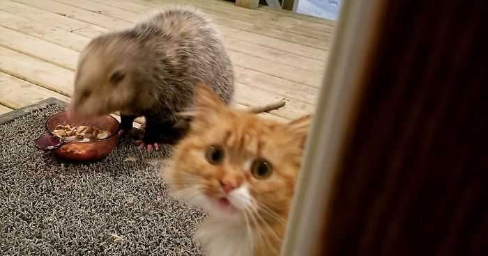 funny-cat-possum
