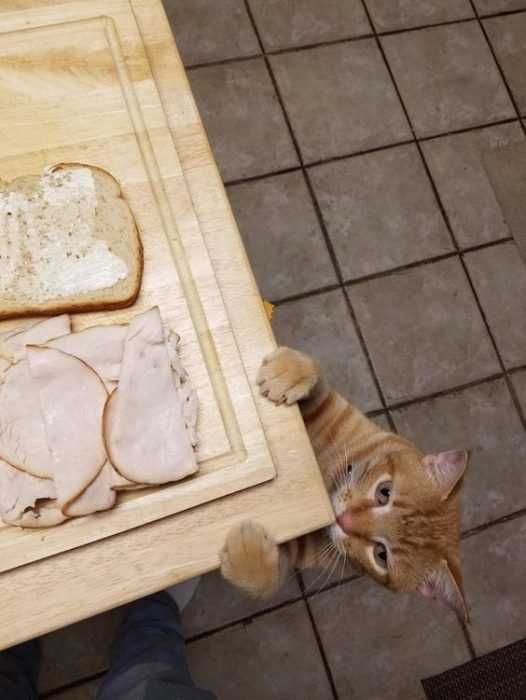 funny-cat-steal-meat