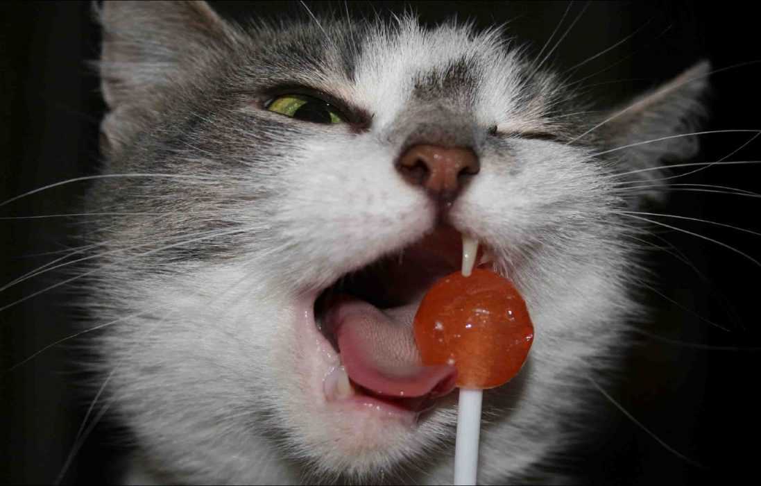 funny-cat-sucker