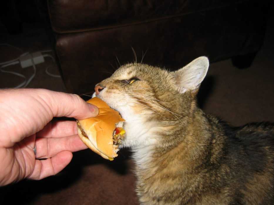 funny-cat-taking-bite