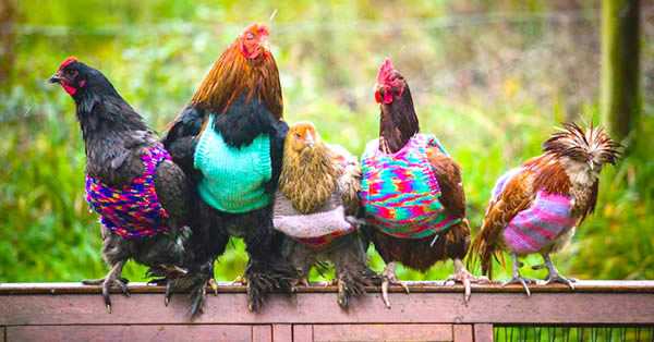 Funny-Chickens-Onesies