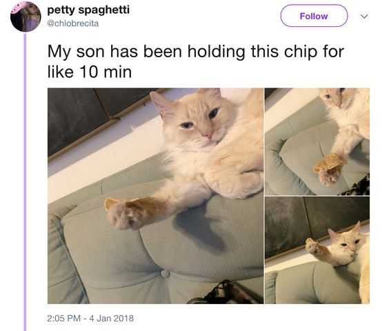 funny-chip-csat