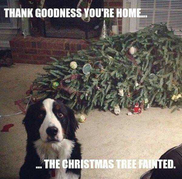 funny christmas tree dog