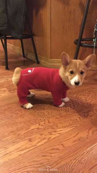Funny-Corgi-Onesie