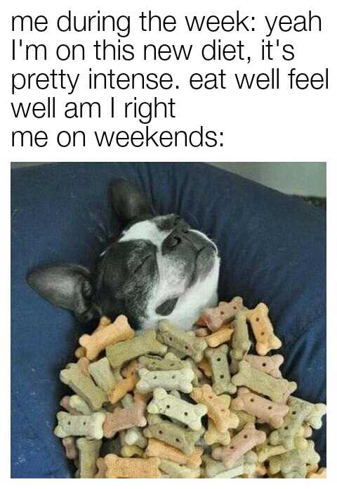 funny-dog-biscuit-meme