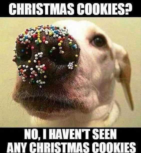 Funny Dog Cookies