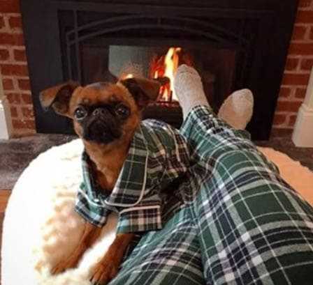 Funny-Dog-Match