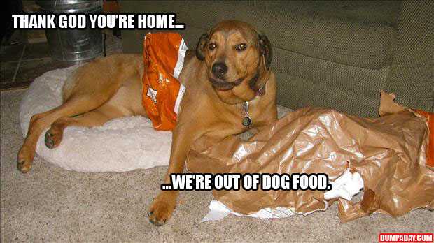 funny-dog-out-of-food