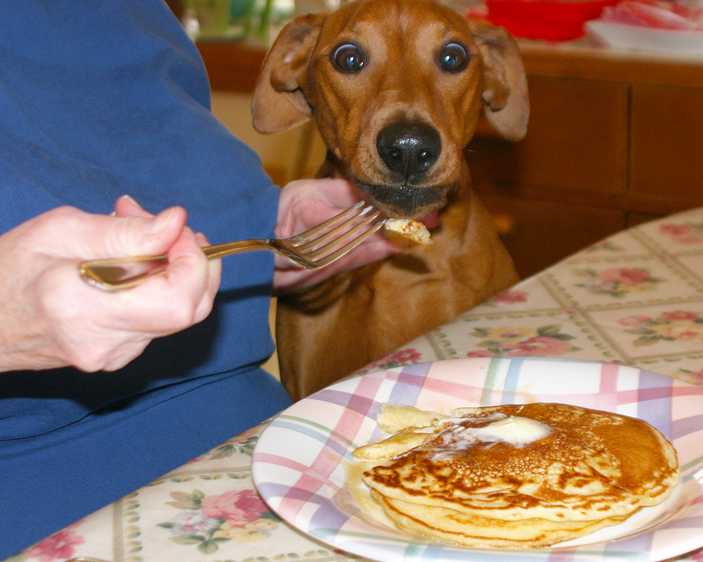 funny-dog-pancakes