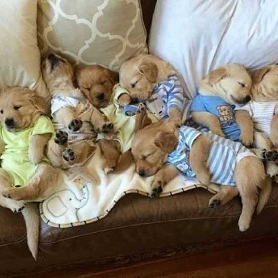 Funny-Dog-Pile-Pjs