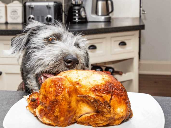 funny-dog-pork