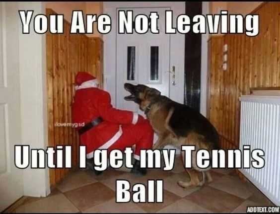 funny dog santa tennis