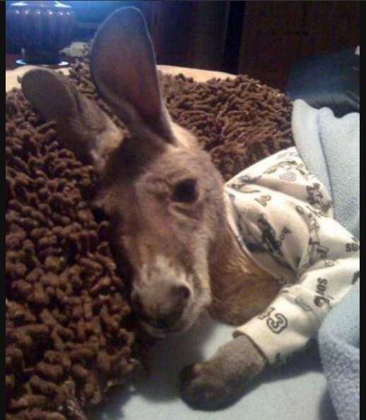 Funny-Donkey-Pjs