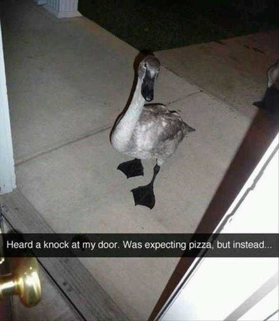 funny goose door