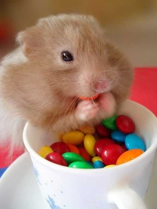 funny-hamster-mms