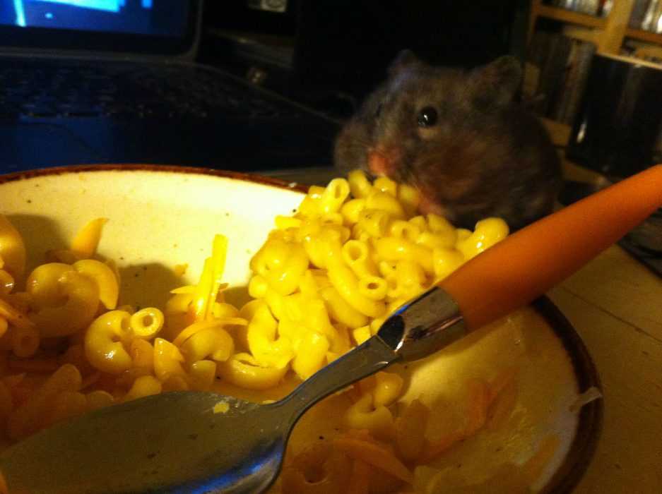 funny-hamster-noodles