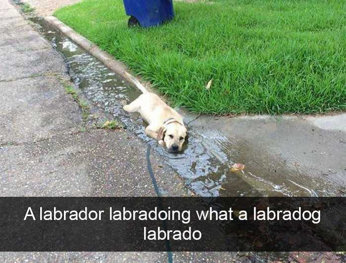 funny labrador doing