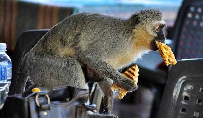 funny-monkey-steals