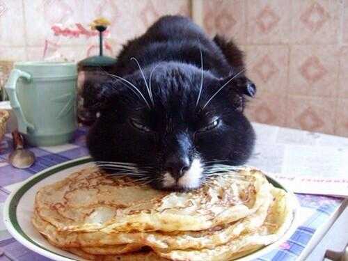 funny-pancake-cat