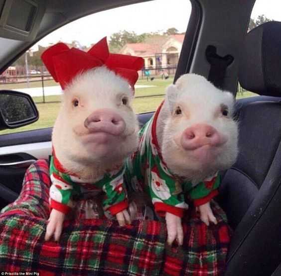 Funny-Pigs-Christmas