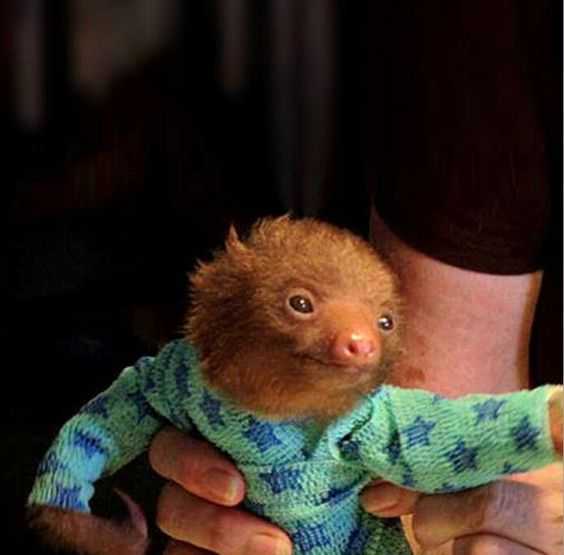 Funny-Sloth-Onesie