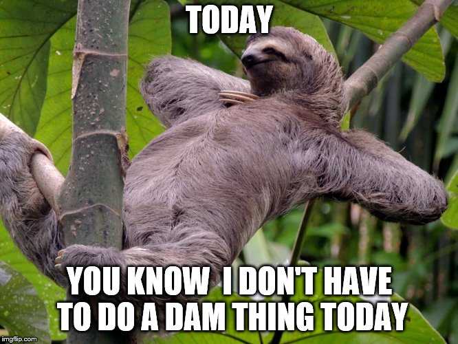 funny sloth thing