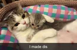 Funny Snapchat Made This
