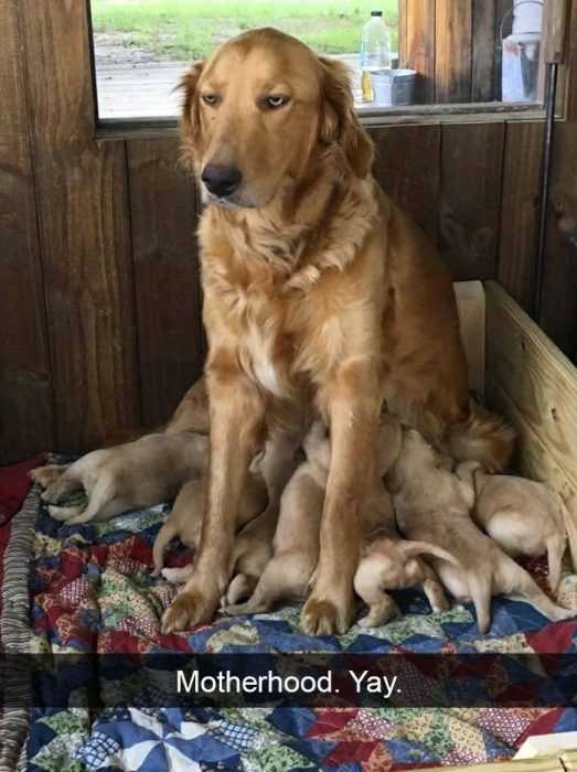 funny snapchat motherhood