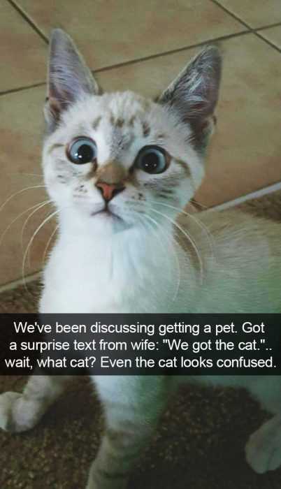 funny wait what cat