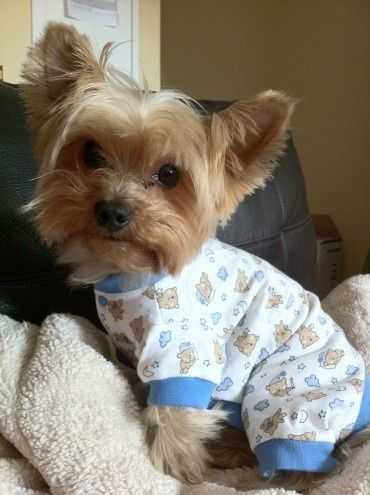Funny-Yorkie-Snuggle-1