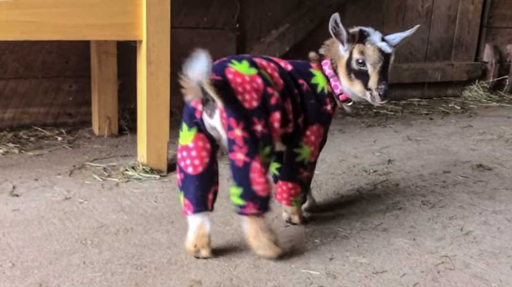 Funy-Goat-Pjs