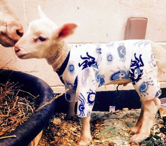 Goat-In-Pjs