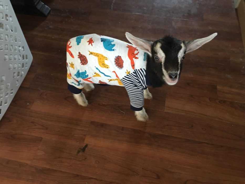 Goats-Pjs