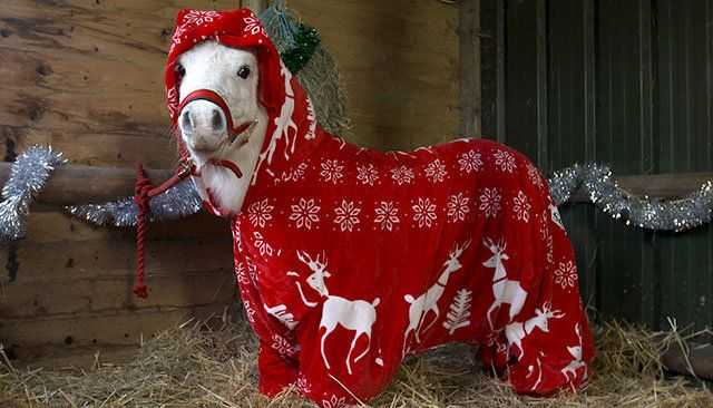 Horse-In0Pajamas